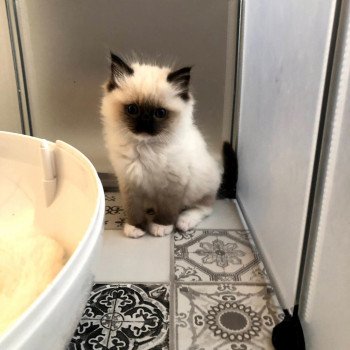 Chaton élevage Ragdoll LOOF disponible - Seal Mitted - Aisne département 02