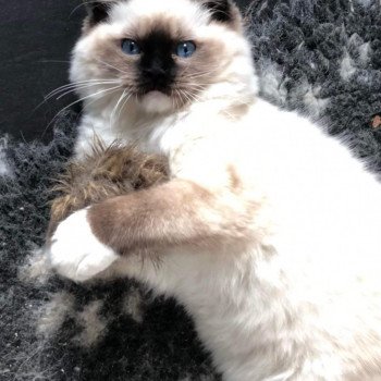 Chaton élevage Ragdoll LOOF disponible - Seal Mitted - Aisne département 02