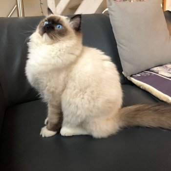 Chaton élevage Ragdoll LOOF disponible - Seal Mitted - Aisne département 02 Chaton élevage Ragdoll LOOF disponible - Seal Mitted - Aisne département 02