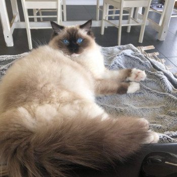 Chaton élevage Ragdoll LOOF disponible - Seal Mitted - Aisne département 02 Chaton élevage Ragdoll LOOF disponible - Seal Mitted - Aisne département 02