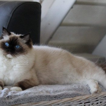 chaton Ragdoll seal point mitted Chaton élevage Ragdoll LOOF disponible - Seal Mitted - Aisne département 02 chaton Ragdoll seal point mitted Chaton élevage Ragdoll LOOF disponible - Seal Mitted - Aisne département 02