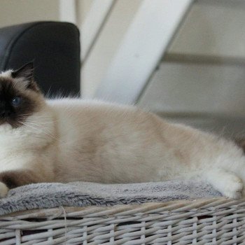 Chaton élevage Ragdoll LOOF disponible - Seal Mitted - Aisne département 02