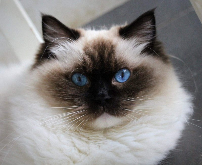 Sophora de l'Arbre aux Chats Femelle Ragdoll Sophora de l'Arbre aux Chats Femelle Ragdoll