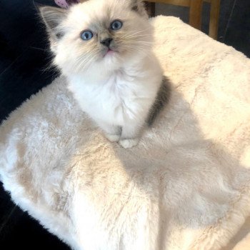 Chaton Ragdoll LOOF disponible - bleu mitted - Rouen Seine-Maritime département 76