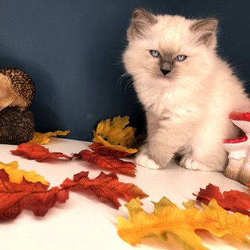 Chaton Ragdoll LOOF disponible - bleu mitted - Rouen Seine-Maritime département 76