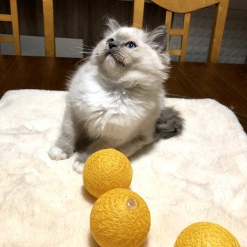 Chaton Ragdoll LOOF disponible - bleu mitted - Rouen Seine-Maritime département 76