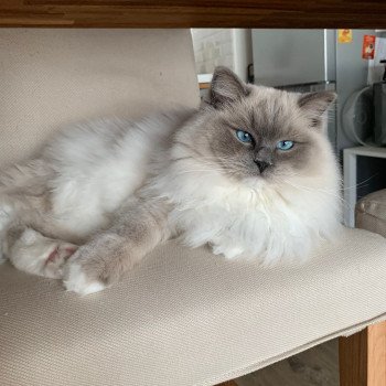 Chaton Ragdoll LOOF disponible - bleu mitted - Rouen Seine-Maritime département 76