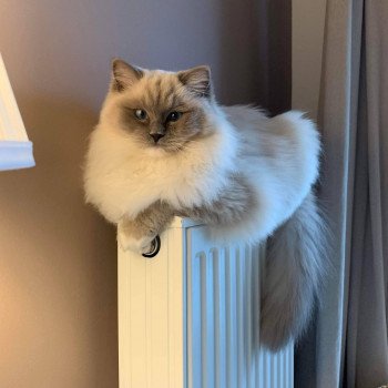 Chaton Ragdoll LOOF disponible - bleu mitted - Rouen Seine-Maritime département 76 Chaton Ragdoll LOOF disponible - bleu mitted - Rouen Seine-Maritime département 76
