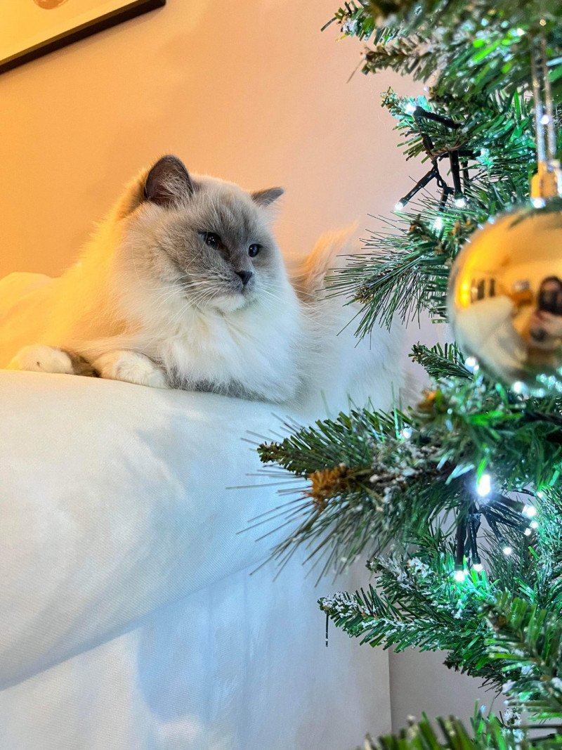 So'Romy de l'Arbre aux Chats Femelle Ragdoll So'Romy de l'Arbre aux Chats Femelle Ragdoll