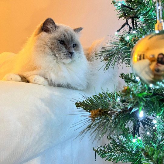 So'Romy de l'Arbre aux Chats Femelle Ragdoll