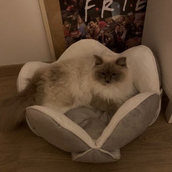 chaton Ragdoll blue point mitted So'Romy L'Arbre aux Chats