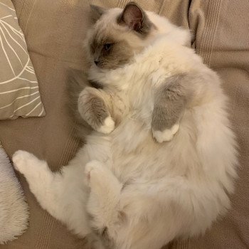 Chaton Ragdoll LOOF disponible - bleu mitted - Rouen Seine-Maritime département 76 Chaton Ragdoll LOOF disponible - bleu mitted - Rouen Seine-Maritime département 76