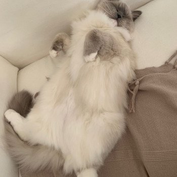 Chaton Ragdoll LOOF disponible - bleu mitted - Rouen Seine-Maritime département 76 Chaton Ragdoll LOOF disponible - bleu mitted - Rouen Seine-Maritime département 76