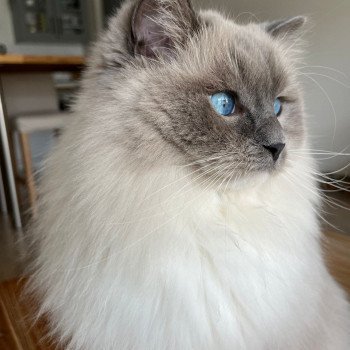 Chaton Ragdoll LOOF disponible - bleu mitted - Rouen Seine-Maritime département 76