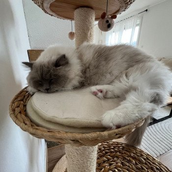 Chaton Ragdoll LOOF disponible - bleu mitted - Rouen Seine-Maritime département 76