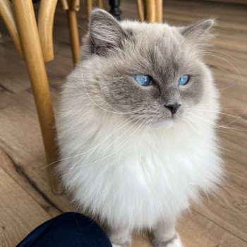 Chaton Ragdoll LOOF disponible - bleu mitted - Rouen Seine-Maritime département 76