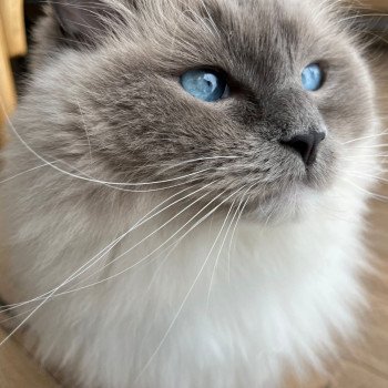 Chaton Ragdoll LOOF disponible - bleu mitted - Rouen Seine-Maritime département 76 Chaton Ragdoll LOOF disponible - bleu mitted - Rouen Seine-Maritime département 76