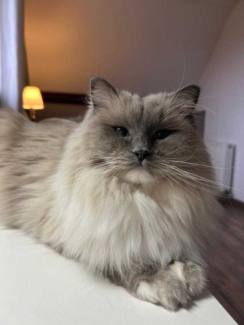 So'Romy de l'Arbre aux Chats Femelle Ragdoll So'Romy de l'Arbre aux Chats Femelle Ragdoll