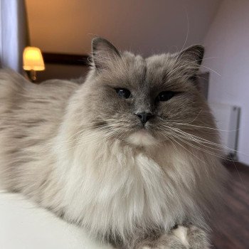 So'Romy de l'Arbre aux Chats Femelle Ragdoll