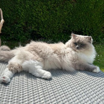 chaton Ragdoll blue point mitted So'Romy L'Arbre aux Chats chaton Ragdoll blue point mitted So'Romy L'Arbre aux Chats