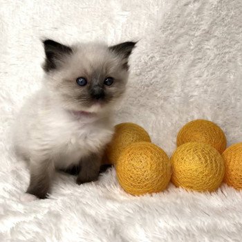 Chaton élevage Ragdoll LOOF disponible - seal Mitted - Nord département 59