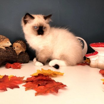 Chaton élevage Ragdoll LOOF disponible - seal Mitted - Nord département 59