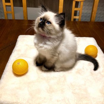 Chaton élevage Ragdoll LOOF disponible - seal Mitted - Nord département 59