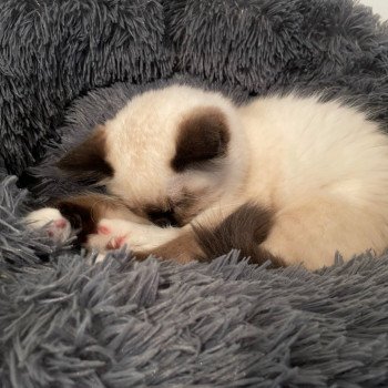 Chaton élevage Ragdoll LOOF disponible - seal Mitted - Nord département 59