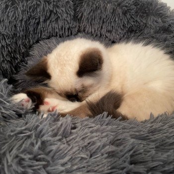 Chaton élevage Ragdoll LOOF disponible - seal Mitted - Nord département 59 Chaton élevage Ragdoll LOOF disponible - seal Mitted - Nord département 59