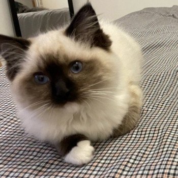 Chaton élevage Ragdoll LOOF disponible - seal Mitted - Nord département 59 Chaton élevage Ragdoll LOOF disponible - seal Mitted - Nord département 59