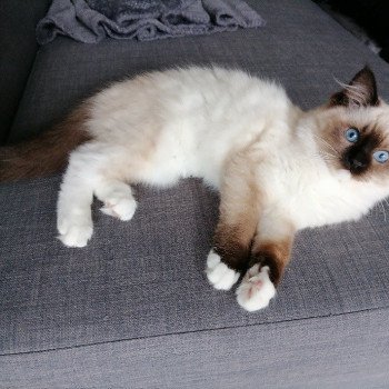 Chaton élevage Ragdoll LOOF disponible - seal Mitted - Nord département 59 Chaton élevage Ragdoll LOOF disponible - seal Mitted - Nord département 59