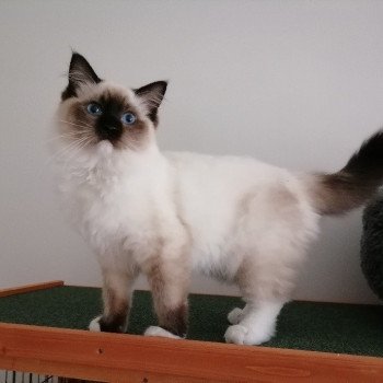 Chaton élevage Ragdoll LOOF disponible - seal Mitted - Nord département 59