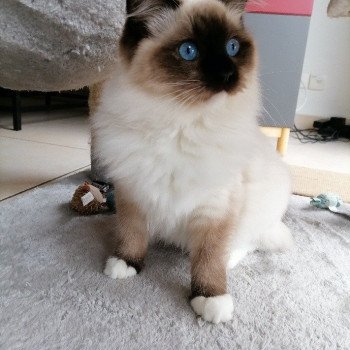 Chaton élevage Ragdoll LOOF disponible - seal Mitted - Nord département 59