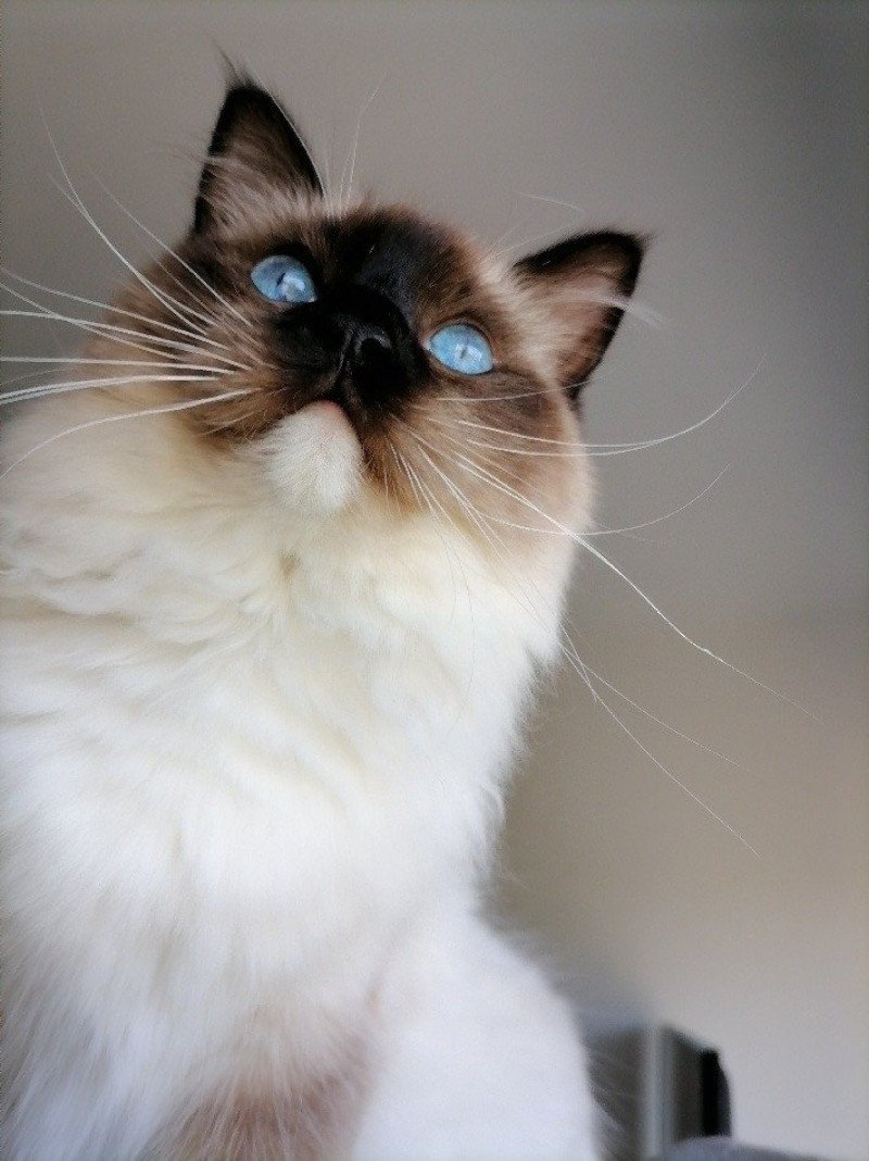 S'Praline de l'Arbre aux Chats Femelle Ragdoll