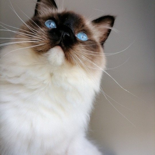 S'Praline de l'Arbre aux Chats Femelle Ragdoll