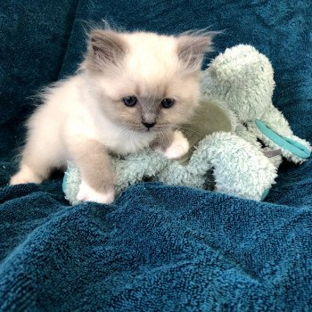 Chaton Ragdoll LOOF disponible - femelle bleu mitted - élevage Laon Aisne Département 02