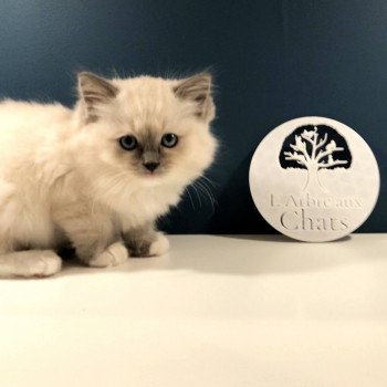 Chaton Ragdoll LOOF disponible - femelle bleu mitted - élevage Laon Aisne Département 02