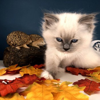 Chaton Ragdoll LOOF disponible - femelle bleu mitted - élevage Laon Aisne Département 02