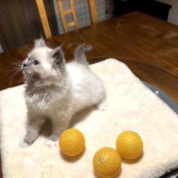 Chaton Ragdoll LOOF disponible - femelle bleu mitted - élevage Laon Aisne Département 02