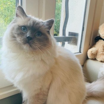 Stella Star de l'Arbre aux Chats Femelle Ragdoll