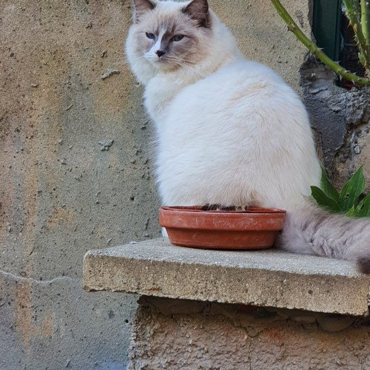 Stella de l'Arbre aux Chats Femelle Ragdoll