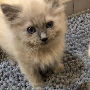 Élevage Ragdoll LOOF chaton disponible - Bleu Mink - Paris - Ile de France - département 75