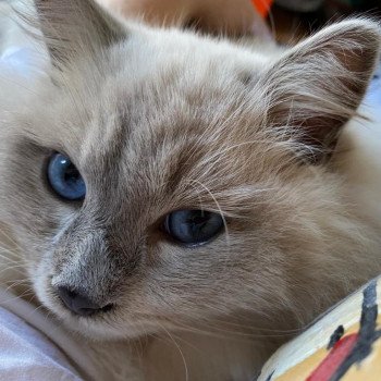 Élevage Ragdoll LOOF chaton disponible - Bleu Mink - Paris - Ile de France - département 75