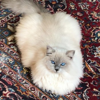 Élevage Ragdoll LOOF chaton disponible - Bleu Mink - Paris - Ile de France - département 75