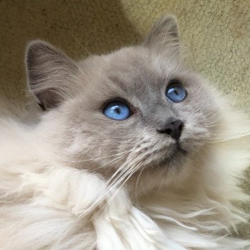 Élevage Ragdoll LOOF chaton disponible - Bleu Mink - Paris - Ile de France - département 75