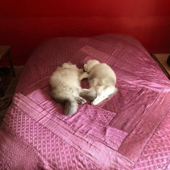 Élevage Ragdoll LOOF chaton disponible - Bleu Mink - Paris - Ile de France - département 75