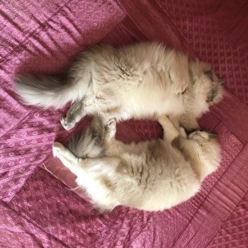 Élevage Ragdoll LOOF chaton disponible - Bleu Mink - Paris - Ile de France - département 75