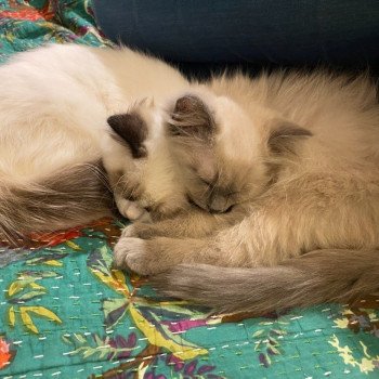 Élevage Ragdoll LOOF chaton disponible - Bleu Mink - Paris - Ile de France - département 75