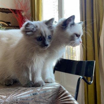 Élevage Ragdoll LOOF chaton disponible - Bleu Mink - Paris - Ile de France - département 75