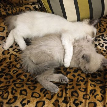 Élevage Ragdoll LOOF chaton disponible - Bleu Mink - Paris - Ile de France - département 75